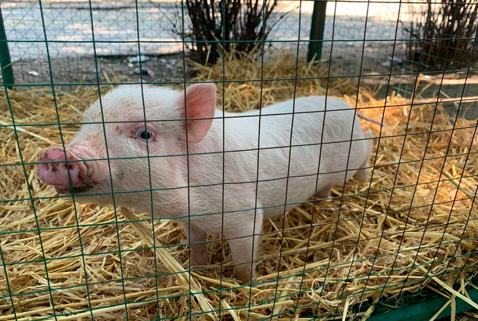 Ресторан, Хутор, Дніпро, українська, кухня, оренда, котеджів, готель, банкетні, зали, весілля, ювілей, сауна, лазня