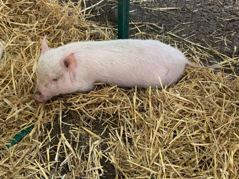 Ресторан, Хутор, Дніпро, українська, кухня, оренда, котеджів, готель, банкетні, зали, весілля, ювілей, сауна, лазня