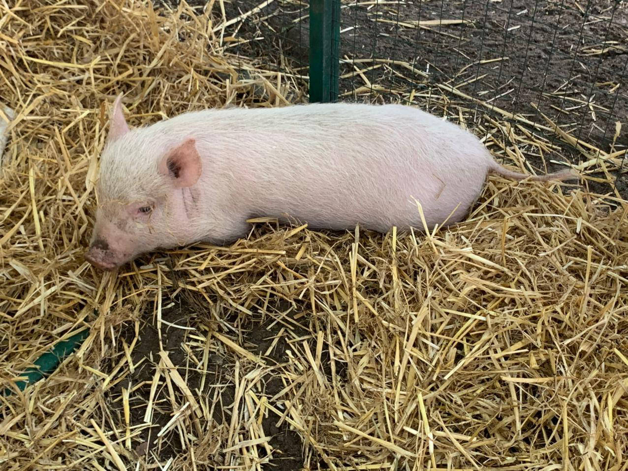 Ресторан, Хутор, Дніпро, українська, кухня, оренда, котеджів, готель, банкетні, зали, весілля, ювілей, сауна, лазня